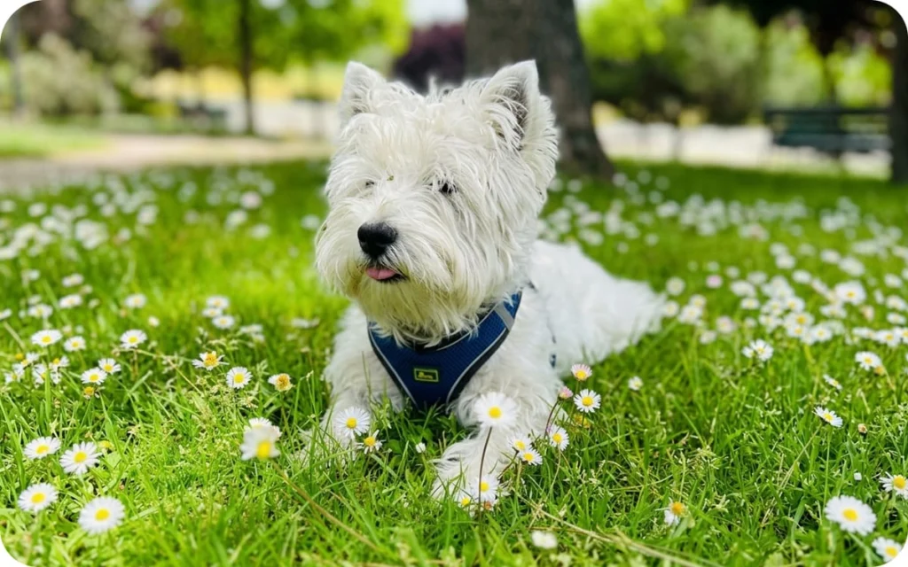 Boston, perro Westie de la tienda, con arnes azul tumbado en el césped en Agricentro Salamanca