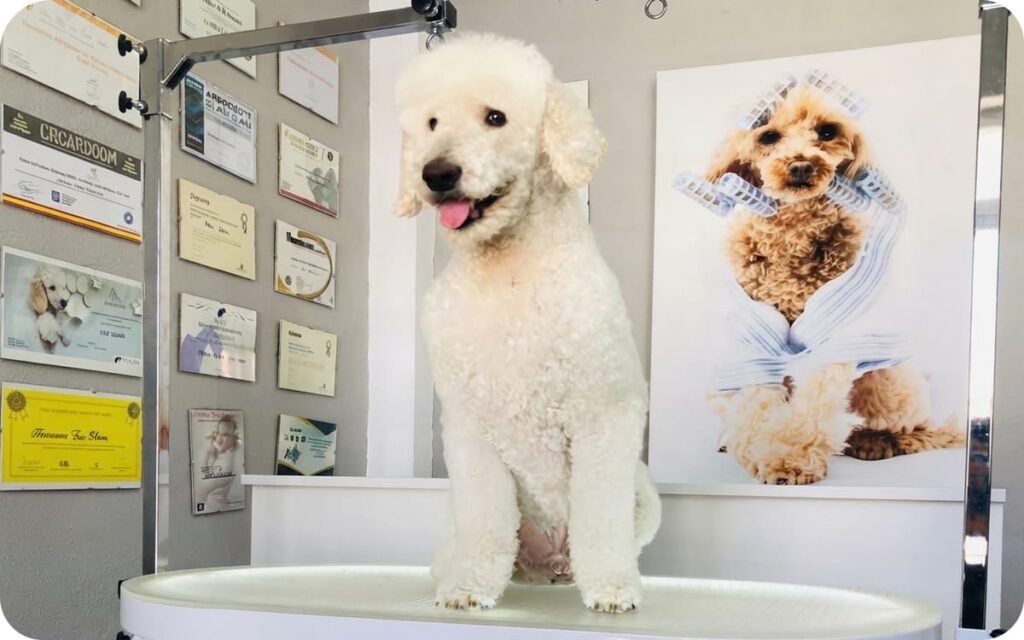 Caniche blanco tras servicio de peluqueria canina profesional en Agricentro Salamanca